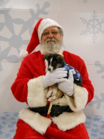 santapaws2012_0408_01.jpg