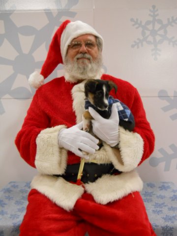 santapaws2012_0408_05.jpg