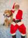 santapaws2012_0409_10_small.jpg