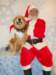 santapaws2012_0409_14_small.jpg