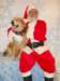 santapaws2012_0409_15_small.jpg