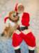 santapaws2012_0409_17_small.jpg