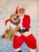 santapaws2012_0409_18_small.jpg