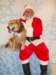 santapaws2012_0409_19_small.jpg