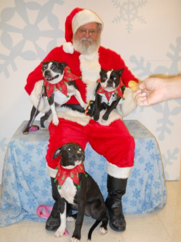 santapaws2012_0410_09.jpg
