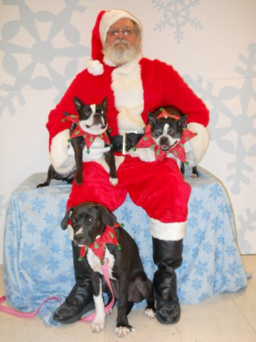 santapaws2012_0410_38.jpg