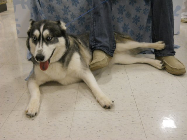 santapaws2012_0418_06.jpg