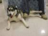 santapaws2012_0418_06_small.jpg