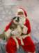 santapaws2012_0418_09_small.jpg
