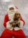 santapaws2012_0420_06_small.jpg