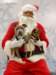 santapaws2012_0421_08_small.jpg
