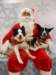 santapaws2012_0422_04_small.jpg