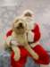 santapaws2012_0425_03_small.jpg