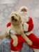 santapaws2012_0425_04_small.jpg
