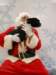 santapaws2012_0428_12_small.jpg