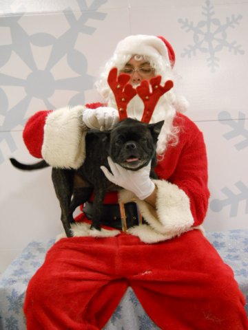 santapaws2012_0430_06.jpg