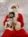 santapaws2012_0432_01_small.jpg