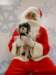 santapaws2012_0432_02_small.jpg