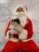 santapaws2012_0432_04_small.jpg