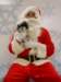 santapaws2012_0432_09_small.jpg