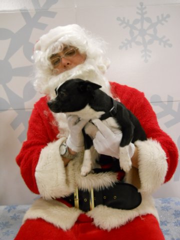 santapaws2012_0435_03.jpg