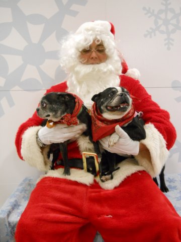 santapaws2012_0436_02.jpg