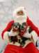 santapaws2012_0436_04_small.jpg