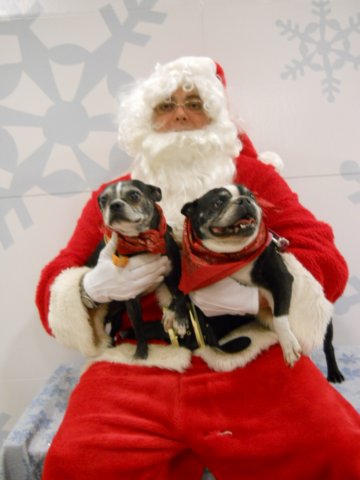 santapaws2012_0436_05.jpg