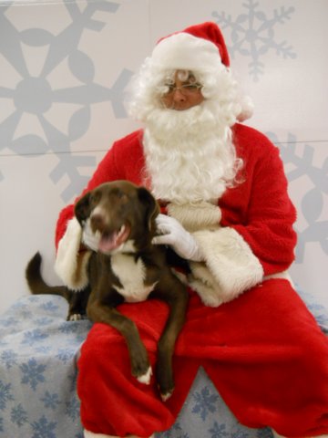 santapaws2012_0440_04.jpg