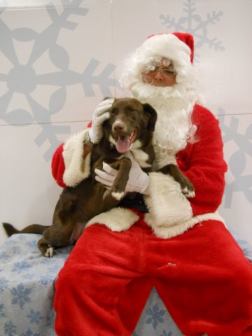 santapaws2012_0440_06.jpg